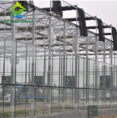 الزجاج المقسى التجاري Venlo نوع Greenhouse Multispan للزراعة