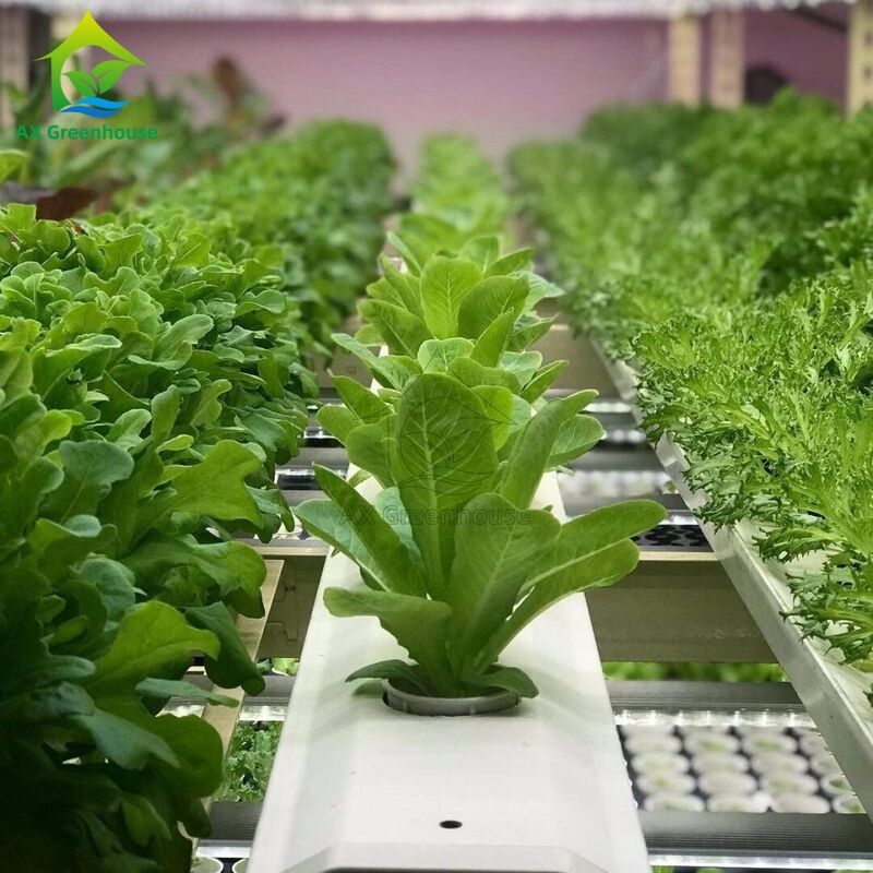 نظام الزراعة المائية العمودية متعدد الطبقات الآلي بتقنية NFT مع إضاءة LED مدمجة للزراعة بدون تربة
