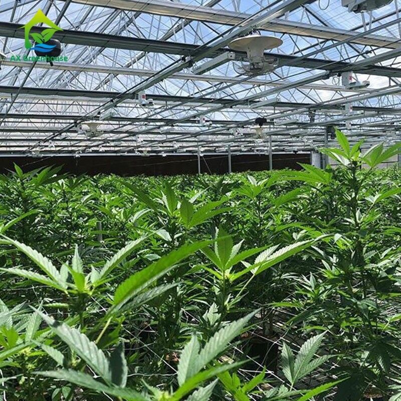 دفيئة تجارية ذاتية التحكم في الضوء مع إغلاق داخلي 32m-50m الطول و 8m-12.6m عرض العرض